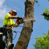 Tree Services in Portland, OR small image